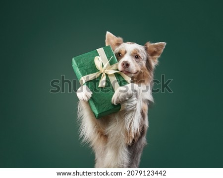 Happy dog is holding a gift. Funny Border collie on a green background.