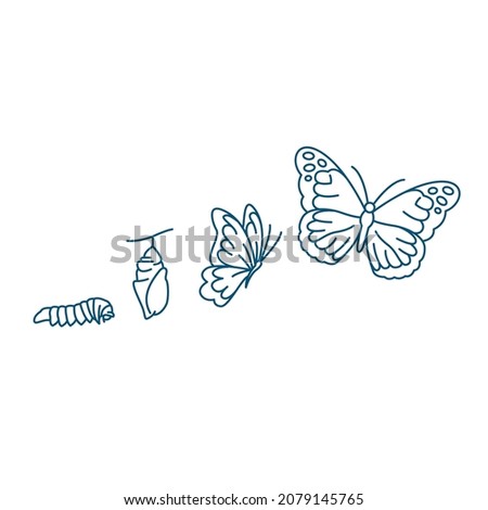 butterfly life cycle vector line art illustration icon 