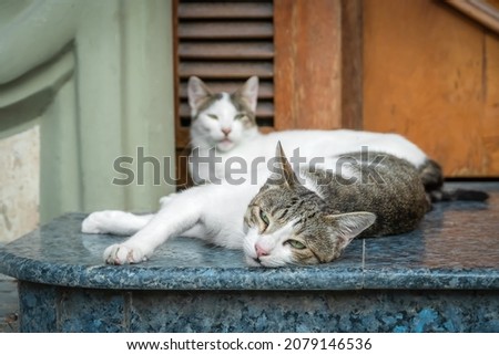 Two white and gray cats are lying on a marble tile, resting and enjoying the weather, focus on the first cat