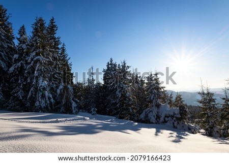 Stunning beautiful nature starry sky with snowy fir trees and beautiful winter mountain slopes. The concept of pristine northern nature and snowy beauty