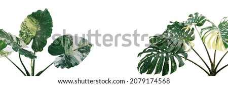 Tropical foliage plants variegated leaves of Monstera and Alocasia popular rainforest houseplants on white, green variegated leaves pattern nature frame border background. Royalty-Free Stock Photo #2079174568