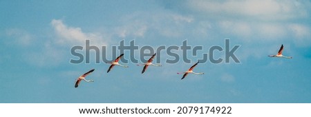 Group of five Flamingos flying over the Ebro Delta National Park, Tarragona, Catalunya, Spain. background blue sky