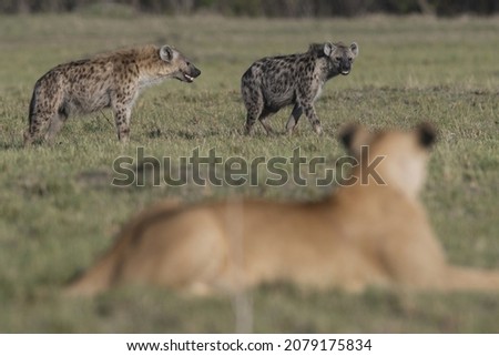 Relentless Enemies, lions and hyenas 