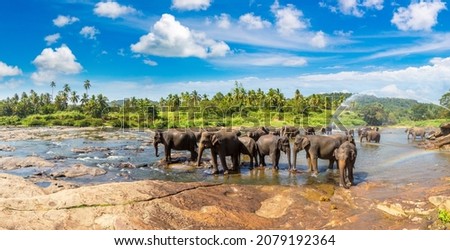 Panorama of 
Herd of elephants at the Pinnawala Elephant Orphanage in central Sri Lanka Royalty-Free Stock Photo #2079192364