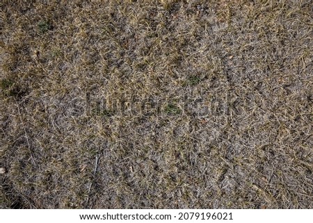 Dried up grass close up during winter and Fall. Dry grass texture.
