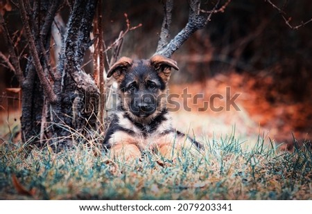 german shepherd puppy in autumn forest