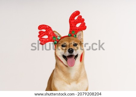 New year christmas dog breed red bow antlers light background isolate red with white. Pet for christmas