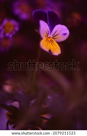 Floral background with blur and macro effect