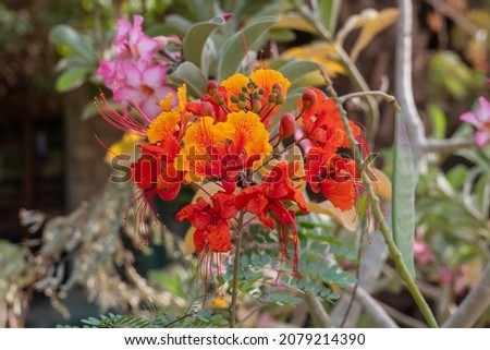 Red peacock flower or Caesalpinia pulcherrima flower blooming in the park, beautiful flower blossom background