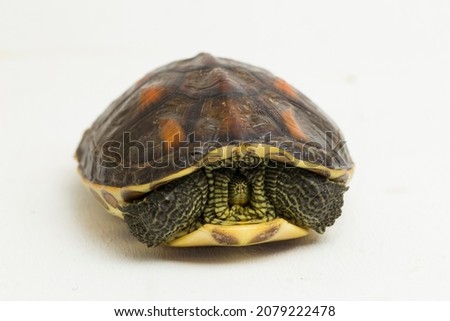 Chinese stripe necked turtle Ocadia sinensis isolated on white background
