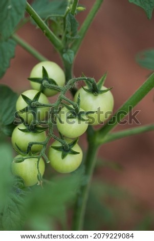 Cherry Tomato Branch still green. Natural light. Natural background. Macro photography.