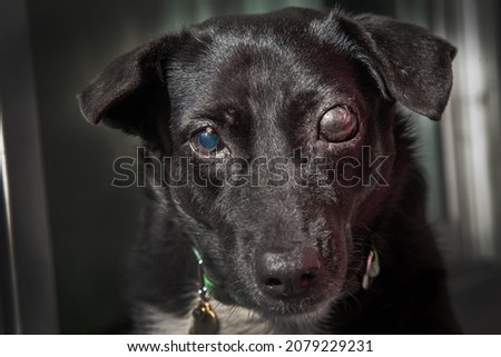 Blind dog . Glaucoma in dogs . It is a condition in which the eyeball is high pressure, together with the condition of not being able to drain the fluid generated from the eyeball. Royalty-Free Stock Photo #2079229231