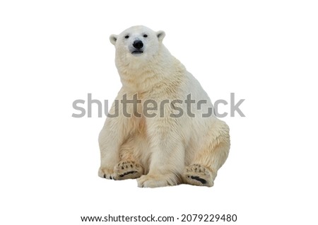 Polar bear on an isolated background Royalty-Free Stock Photo #2079229480