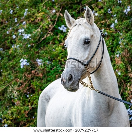 A picture of a purebred Arabian horse