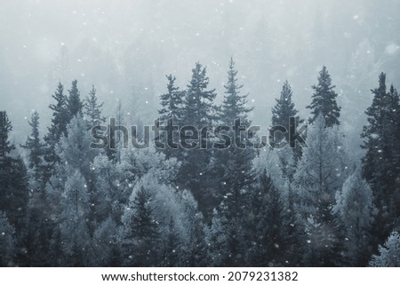 coniferous forest covered with hoarfrost background, winter landscape snow trees Royalty-Free Stock Photo #2079231382