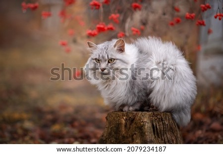 A beautiful fluffy gray cat on the street. Royalty-Free Stock Photo #2079234187
