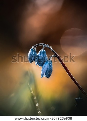 Macro of a moody blue siberian squill flower in an orange background with bokeh bubbles. Shallow depth of field Royalty-Free Stock Photo #2079236938