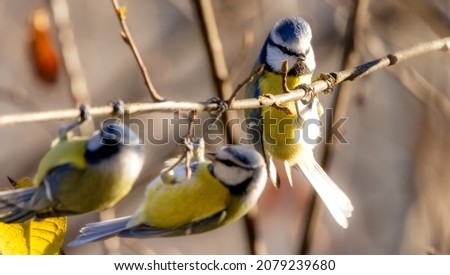 Three blue tits are playing with each other