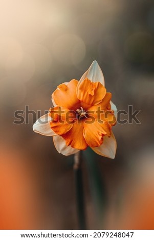 Macro of a single orange daffodil flower against blurred bokeh background. Depth of field, soft foreground. Spring scenery  Royalty-Free Stock Photo #2079248047