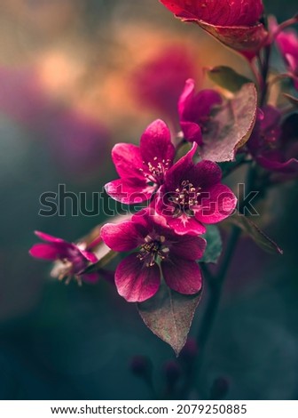 Macro of pink apple flowers. Shallow depth of field. Warm light in the background. Beautiful and romantic color