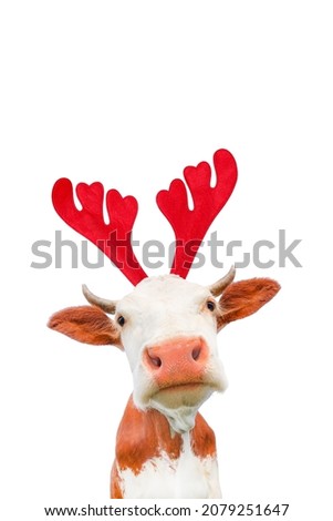 Christmas funny cow isolated on white background. Cow portrait in Christmas Reindeer Antlers Headband.