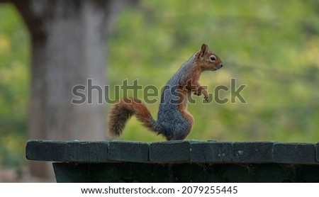 A squirrel peeking over a green background.