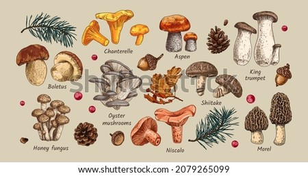 Hand drawn edible mushrooms collection. Autumn design. Vector illustration. Boletus, Chanterelle, Aspen, Honey fungus, Morel, Oyster mushrooms, King trumpet, Shiitake, Niscalo. Royalty-Free Stock Photo #2079265099