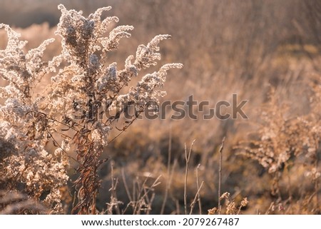 Dry sedge grass in the wind. Pastel neutral colors. Earth tones. Abstract natural background. Natural Beige. Pampas grass, seeds. Neutral colors. Selective focus. Trend concept.
