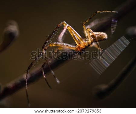 Goldenbrown Spider Closeup sitting on a string of a spider web with some branches in the backround