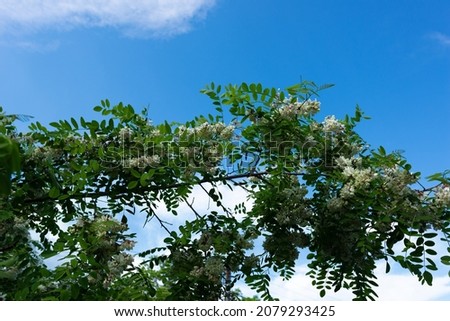 White acacia flowers on sky background