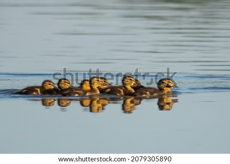 young ducklings rush for mom