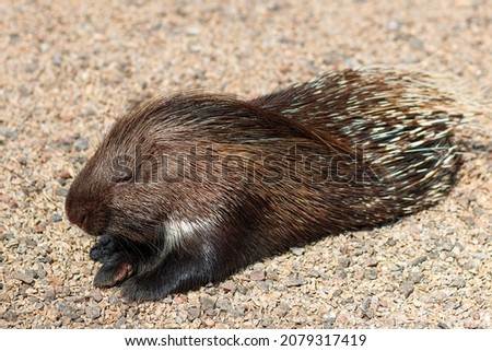 Indian porcupine, Hystrix indica. Photo of a porcupine in its natural environment. 