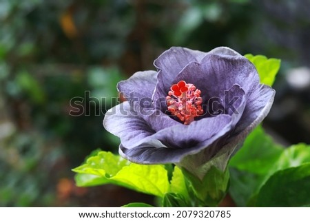 Blooming gray color hibiscus flower with bokeh background