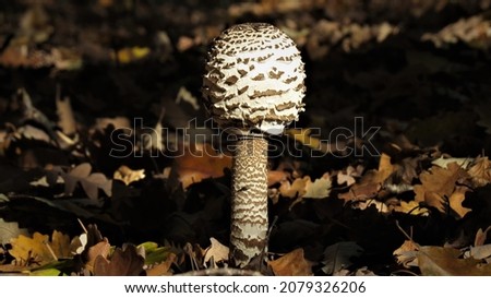 Mushroom pictures taken in Serbia