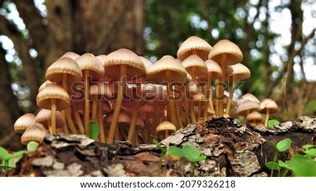 Mushroom pictures taken in Serbia