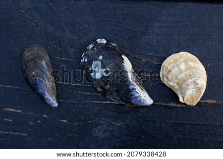 Different type wild sea mussels shells on dark background top view 