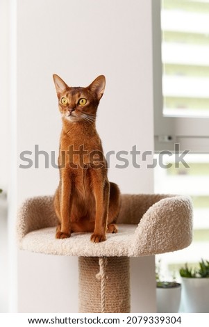 Abyssinian young cat sitting at tower. Beautiful purebred short haired kitten Royalty-Free Stock Photo #2079339304
