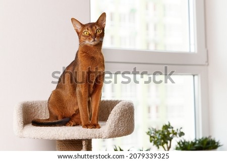 Abyssinian young cat sitting at tower. Beautiful purebred short haired kitten Royalty-Free Stock Photo #2079339325