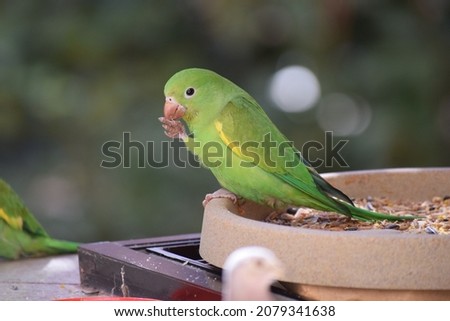 the color of the Yellow-chevroned Parakeet or Yellow-chevroned Parakeet, in the Brazilian Cerrado