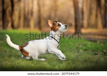 Full length side view picture of a running Jack Russel terrier puppy