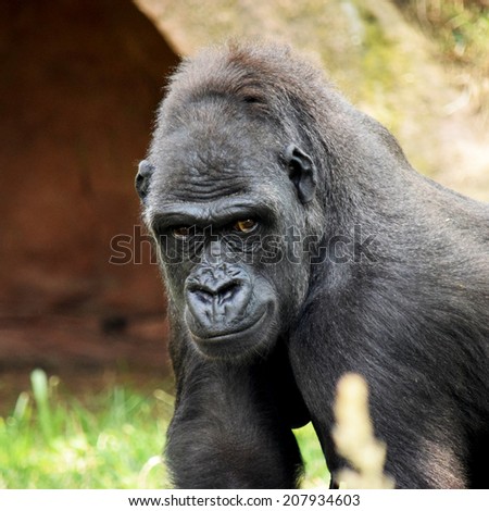 Portrait of a gorilla looking at the camera.