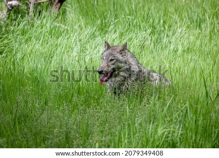 Grey wolf running and jumping in tall summer green grass. Of all members of the genus Canis, the wolf is most specialized for cooperative game hunting.
