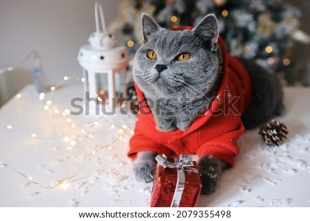 Portrait of christmas cat. New year concept. Festive winter.
