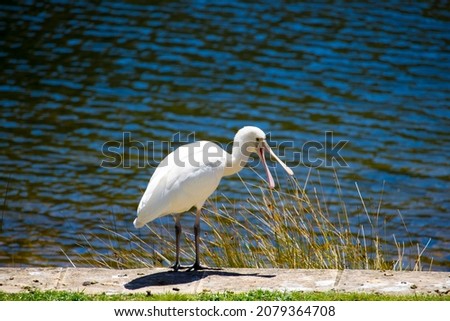 Majestic Australian Platalea flavipes yellow billed royal spoonbill standing by the cool water of the blue lake after fishing for food at Dalyellup, near Bunbury, Western Australia in late spring.
