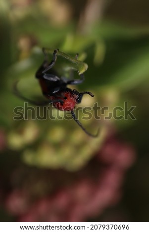 A picture of a milkweed beetle