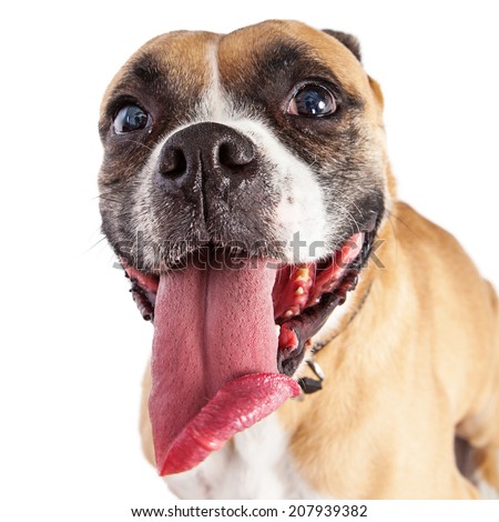 A funny image of a thirsty Boxer crossbreed with a very long tongue sticking out