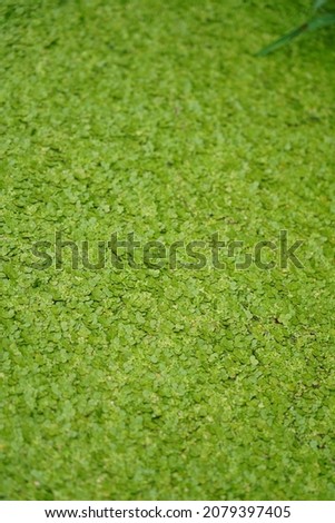 Water surface full of duckweed