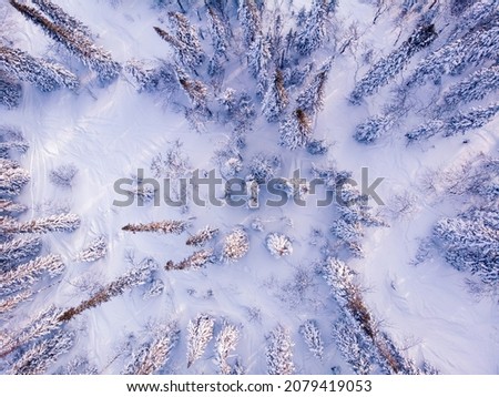 Aerial top view frozen forest, winter landscape scene with sun light.
