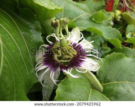 Passion fruit flower in bloom (passiflora caerulea)