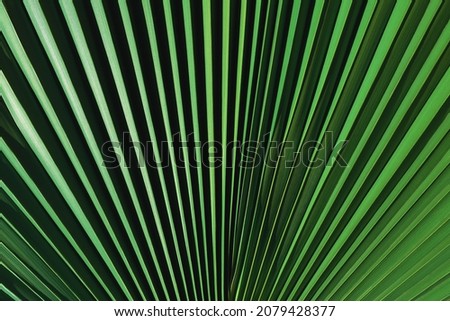 Palm leaf stripped and textured pattern background,natural lush foliages of leaves tropical texture wallpaper.